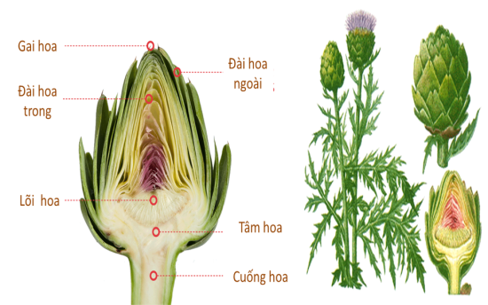 Atiso gắn liền với xu hướng sống xanh ảnh 1